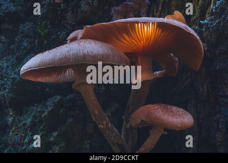 Champignon brillant qui pousse sur un tronc d'arbre, champignon brillant Banque D'Images