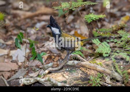 WESTERN Whipbird Psophodes olivaceus O'Reilly's Rainforest Retreat, Queensland, Australie 11 novembre 2019 Adulte Psophodidae Banque D'Images