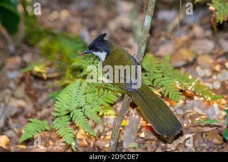 WESTERN Whipbird Psophodes olivaceus O'Reilly's Rainforest Retreat, Queensland, Australie 12 novembre 2019 Adulte Psophodidae Banque D'Images