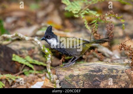 WESTERN Whipbird Psophodes olivaceus O'Reilly's Rainforest Retreat, Queensland, Australie 12 novembre 2019 Adulte Psophodidae Banque D'Images