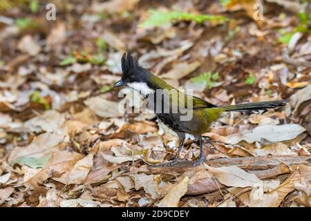 WESTERN Whipbird Psophodes olivaceus O'Reilly's Rainforest Retreat, Queensland, Australie 12 novembre 2019 Adulte Psophodidae Banque D'Images