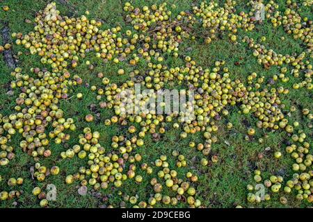 Fruit tombé sur le sol sous un arbre de pomme de crabe (Malus sylvestris) pendant l'automne, Royaume-Uni. Pommes à vent. Banque D'Images