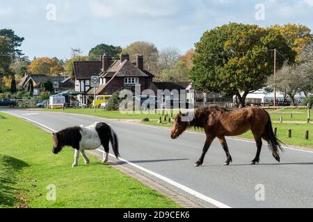 Deux poneys de la Nouvelle forêt traversant une route dans le parc national de la Nouvelle forêt près du village de Godshill, Hampshire, Angleterre, Royaume-Uni Banque D'Images