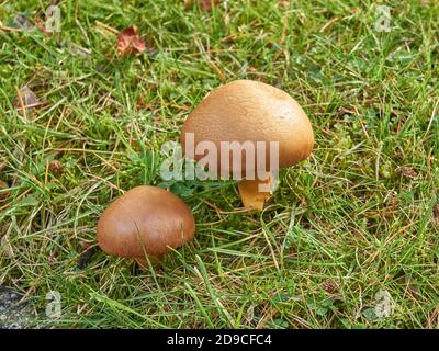 Gros plan de deux champignons Panellus d'hiver (Panellus serocinus) qui poussent dans l'herbe verte à l'automne, Vancouver (Colombie-Britannique) Banque D'Images