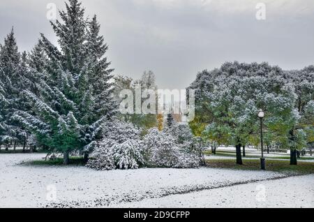 Première chute de neige dans le parc de la ville d'automne coloré. Blanc neige moelleuse arbres et buissons feuillage, aiguilles de fermes. Changement de saison - conte de fées de W Banque D'Images