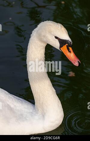 Muet cygne, (Cygnus olor), vue rapprochée du portrait de la tête Banque D'Images
