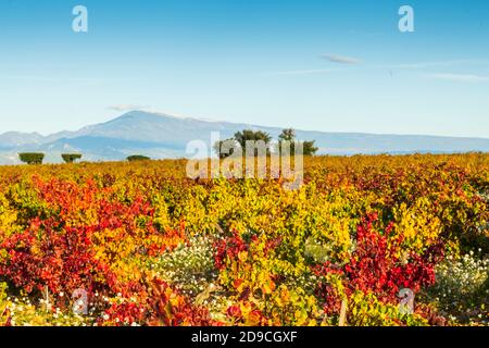 Vignobles automnaux à Châteauneuf du Pape avec vue sur le Mont Ventoux Banque D'Images