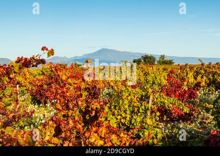 Vignobles automnaux à Châteauneuf du Pape avec vue sur le Mont Ventoux Banque D'Images