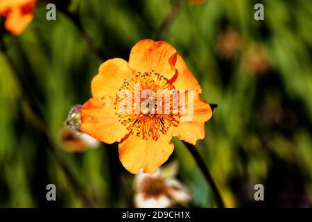 Le Geum coccineum est un vivace qui forme des souches. Les fleurs en forme de soucoupe, écarlate, sont portées sur des tiges verticales en groupes de deux ou quatre de lat Banque D'Images