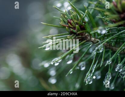 Gros plan d'une branche de sapin avec des gouttes d'eau ses aiguilles Banque D'Images