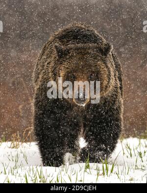 Grizzly bear Banque D'Images