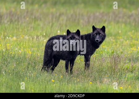 Loup gris Banque D'Images