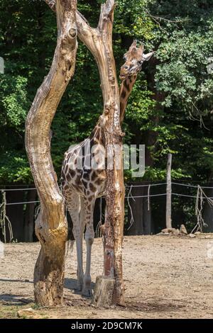 La girafe mange les restes d'écorce et de branches de un arbre Banque D'Images