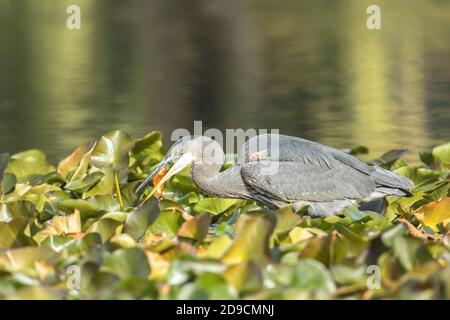 Un grand héron bleu mange un poisson rouge qu'il vient de prendre au parc Cannon Hill à Spokane, Washington, États-Unis. Banque D'Images