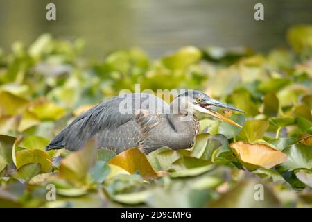 Un grand héron bleu mange un poisson rouge qu'il vient de prendre au parc Cannon Hill à Spokane, Washington, États-Unis. Banque D'Images