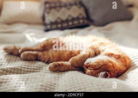 Chat de gingembre se détendre sur un canapé dans le salon entouré de coussins. Animal de compagnie ayant du bon temps Banque D'Images