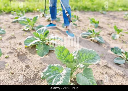 Femme agriculteur avec sac à dos pulvérisateur manuel protégeant les jeunes plants de chou Banque D'Images