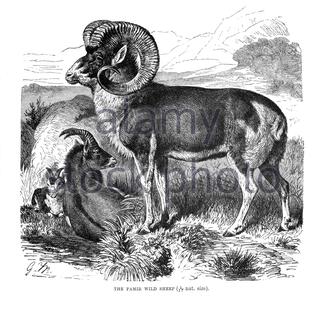 Pamir Wild Sheep (Marco Polo Sheep), illustration vintage de 1894 Banque D'Images