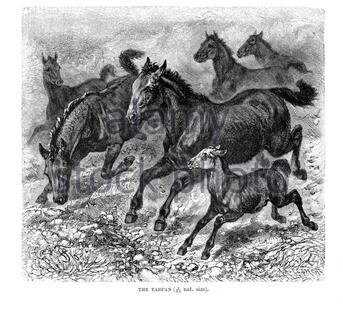 Cheval Tarpan, illustration vintage de 1894 Banque D'Images