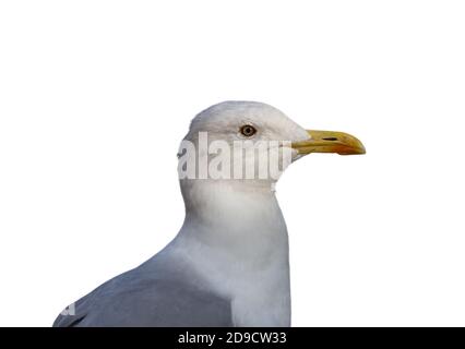 Portrait d'oiseaux de mer de mouette en profil isolé sur fond blanc Banque D'Images