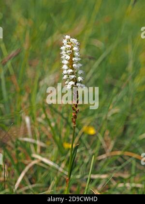 Un seul pic de fleurs blanches de petite taille de Bisort alpin (Bistorta vipara ou Persicaria vipara) en Cumbria Angleterre Royaume-Uni Banque D'Images