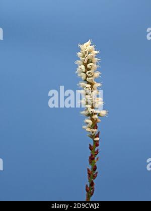 Un seul pic de fleurs blanches de petite taille de Bisort alpin (Bistorta vipara ou Persicaria vipara) en Cumbria Angleterre Royaume-Uni Banque D'Images