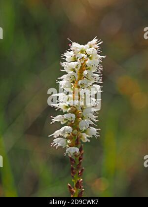 Un seul pic de fleurs blanches de petite taille de Bisort alpin (Bistorta vipara ou Persicaria vipara) en Cumbria Angleterre Royaume-Uni Banque D'Images