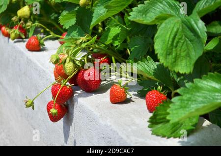 Les fraises mûres poussent sur des lits surélevés en béton dans une ferme privée. Gros plan, mise au point sélective. Banque D'Images