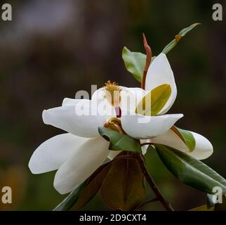 fleurs de magnolia en gros plan avec arrière-plan sombre et flou Banque D'Images