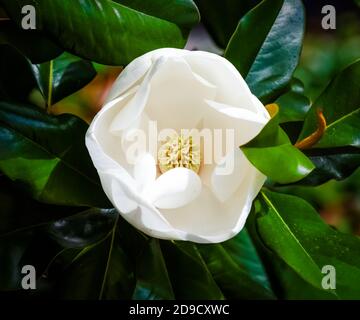 fleur de magnolia blanche à proximité dans un arbre à feuilles vertes arrière-plan flou Banque D'Images