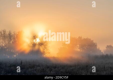 Lever du soleil, brouillard, prairie et champ, Midwestern USA, par Dominique Braud/Dembinsky photo Assoc Banque D'Images