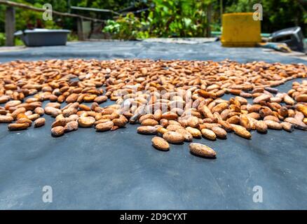 Arôme fin fèves de cacao séchant au soleil dans la communauté locale indigène Kichwa, parc national de Yasuni, forêt amazonienne, Équateur. Banque D'Images