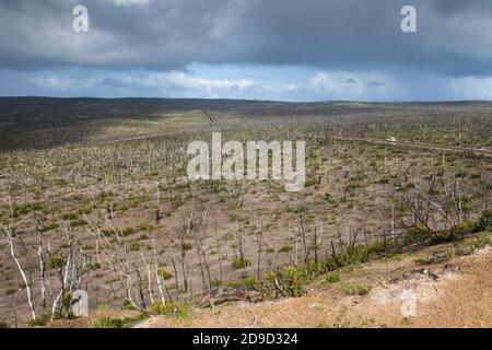 Une plaine brûlée d'arbres de l'île de Kangaroo dans le parc national de Flinders Chase après les incendies de janvier 2020. Australie méridionale. Banque D'Images