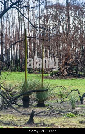 Arbres de l'île Kangourou (Xanthorrhoea semiplana ssp. Tateana) (également arbre de l'herbe de Tate ou Yakka Bush) devant la plantation de Gum bleu brûlé. Banque D'Images