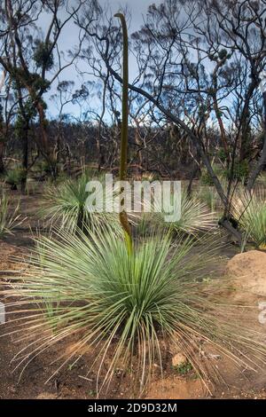 Kangaroo Island Grass Trees (Xanthorrhoea semiplana ssp. Tateana) également appelé Tate's Grass Tree ou Yakka Bush, Australie méridionale Banque D'Images