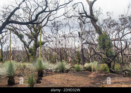 Kangaroo Island Grass Trees (Xanthorrhoea semiplana ssp. Tateana) également appelé Tate's Grass Tree ou Yakka Bush, Australie méridionale Banque D'Images