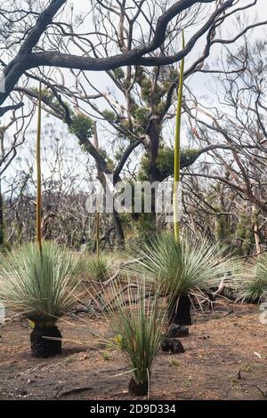 Kangaroo Island Grass Trees (Xanthorrhoea semiplana ssp. Tateana) également appelé Tate's Grass Tree ou Yakka Bush, Australie méridionale Banque D'Images