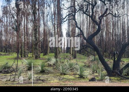 Régénération de la plantation de gomme bleue brûlée derrière la floraison arbres de Tate's Grass (Xanthorrhoea semiplana ssp. Tateana), Kangaroo Island, Australie méridionale. Banque D'Images