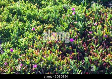 Pigface angulaire (Carpobrotus rossii), Karkalla, Aizoaceae - baie de Vivonne, île Kangourou, Australie méridionale Banque D'Images