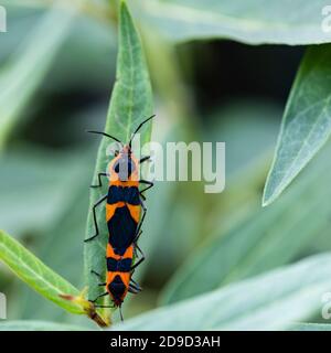 Oncopeltus fasciatus, gros insectes de l'herbe à lait, mâles et femelles, se reproduisant sur une feuille d'herbe à lait. Kansas, États-Unis. Banque D'Images