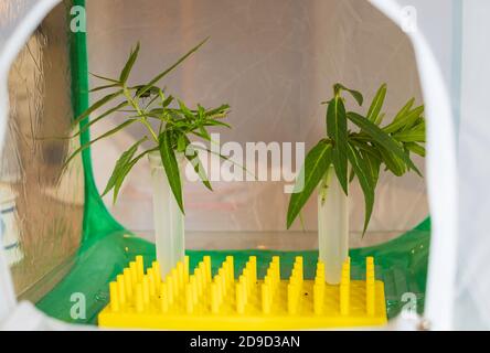 Deux chenilles Monarch se nourrissent de l’herbe à lait ‘Cendrillon’ dans un habitat en cage de papillons. Kansas, États-Unis. Banque D'Images