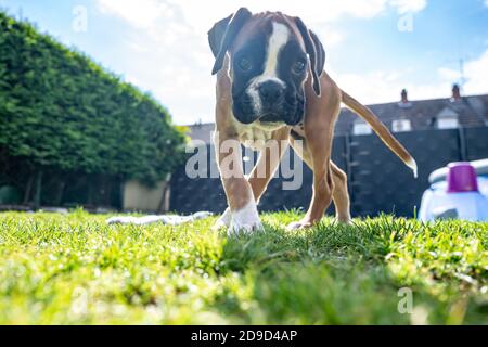 Chien boxeur allemand, doré et amusant, jeune chien chiot tirant sur une serviette dans le jardin. Banque D'Images