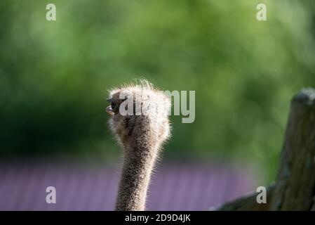 Portrait en gros plan d'un autruche avec de grands yeux et un bec rose sur fond d'arbres verts flous. Grands oiseaux sur la ferme lors d'une journée ensoleillée d'été Banque D'Images