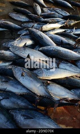 Le marché dynamique de poissons tôt le matin à Mutrah, Oman. Banque D'Images