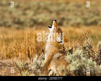 Coyote, Canis latrans, dans le parc national de Yellowstone, Wyoming, États-Unis Banque D'Images