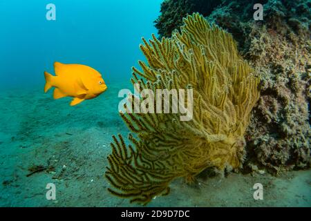 Garibaldi, Hypsypop rubicundus, California State Marine Fish, plongée SOUS-MARINE à Catalina Island, Californie, États-Unis Banque D'Images