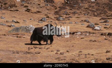 Mignon yak domestique (bos grunniens) avec fourrure de couleur noire à poils déchiquetés marchant sur un pré avec de l'herbe sèche et des rochers près de Lunden, Khumbu, Himalaya, Népal. Banque D'Images