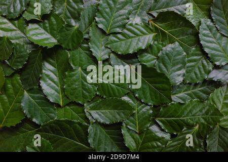 Le vert foncé profond laisse un fond d'écran pour un motif de texture naturel. Banque D'Images