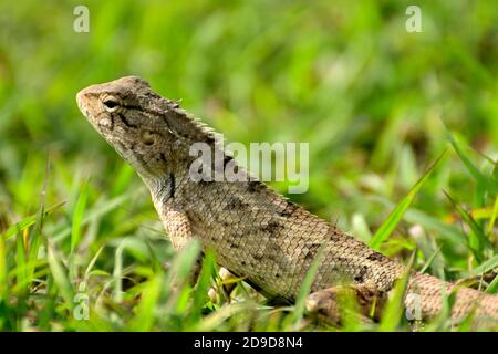 Gros plan du lézard sur le champ d'herbe Banque D'Images