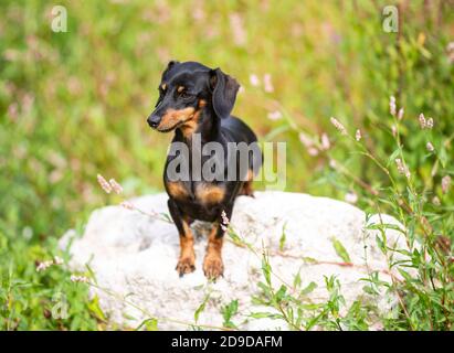 Dachshund noir et brun clair marchant dans la nature Banque D'Images